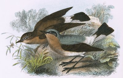Wheatear by English School