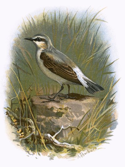 Wheatear by English School