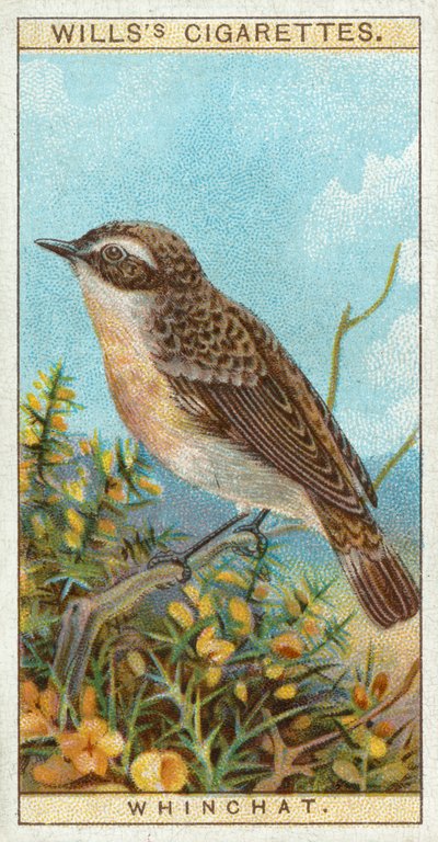 Whinchat by English School