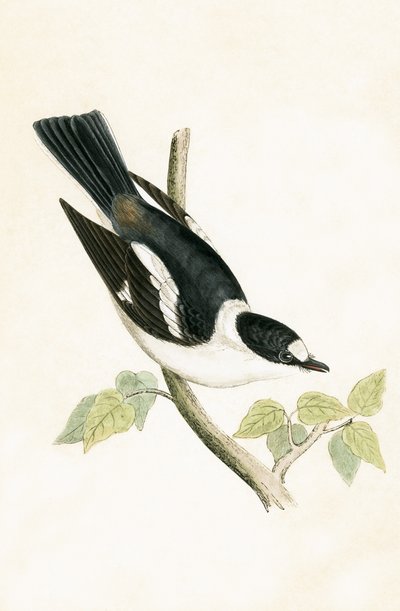 White Collared Flycatcher, Illustration from 