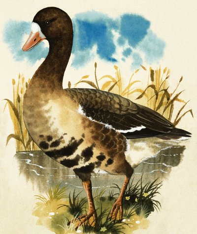 White Fronted Goose by English School