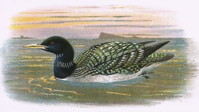 White Billed Diver by English School
