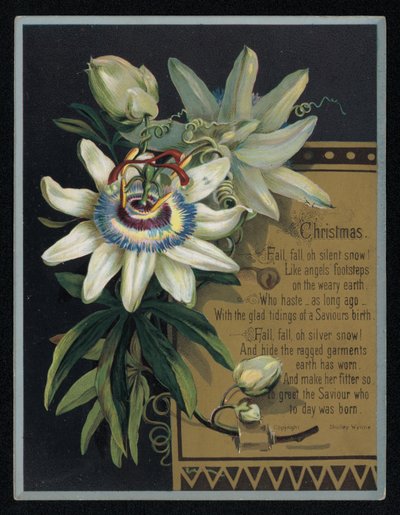 White Passion Flower, Christmas Greetings Card by English School