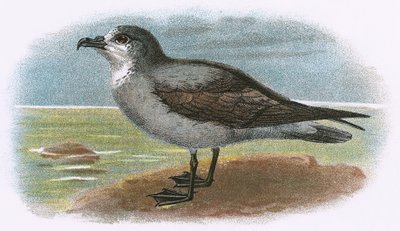 White-throated Grey Petrel by English School
