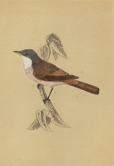 Whitethroat by English School