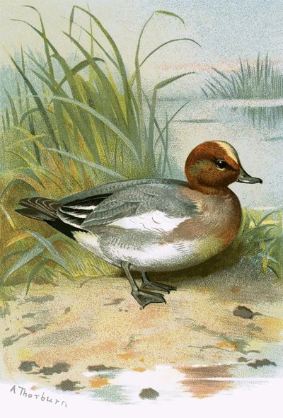 Wigeon by English School