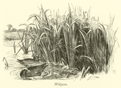 Widgeon by English School