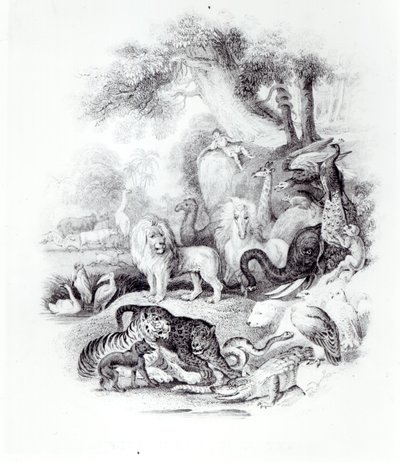 Wild Animals from 