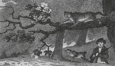 Wild Cat by English School