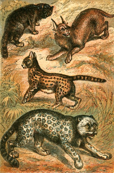Wild Cat, Serval, Ounce and Caracal by English School