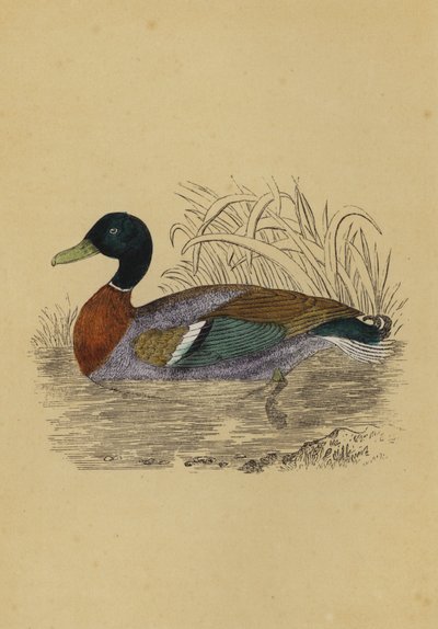 Wild Duck by English School