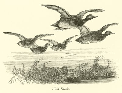 Wild Ducks by English School