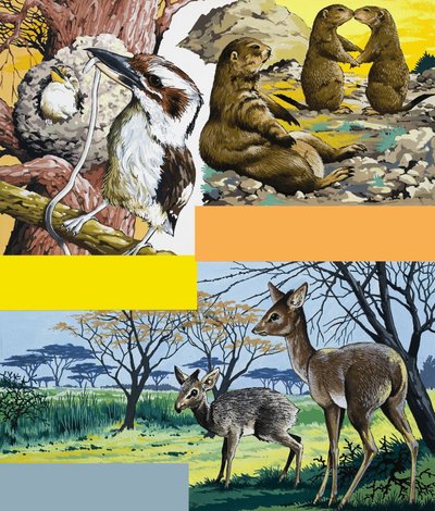 Wild animals montage by English School