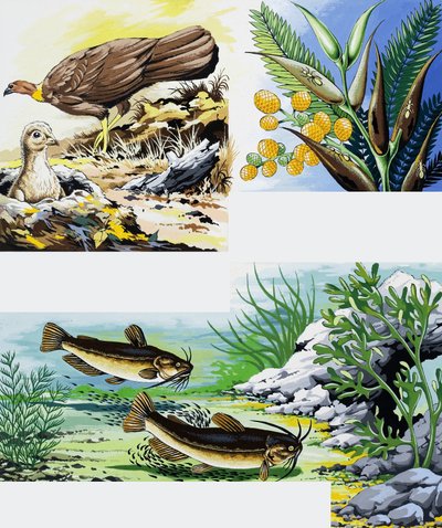 Wild Animals Montage by English School