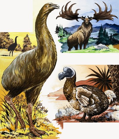 Wild Animals Montage by English School