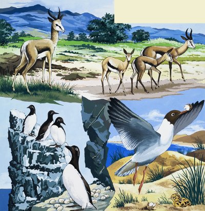 Wild Animals Montage by English School