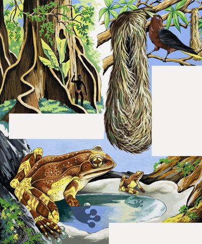 Wild Animals Montage by English School