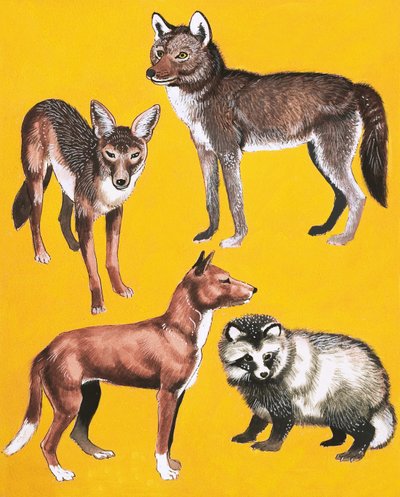Wild dogs montage by English School