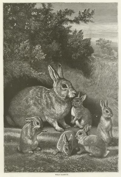 Wild Rabbits by English School