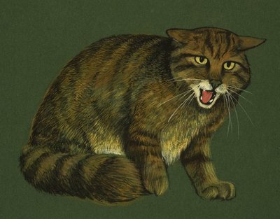 Wildcat by English School