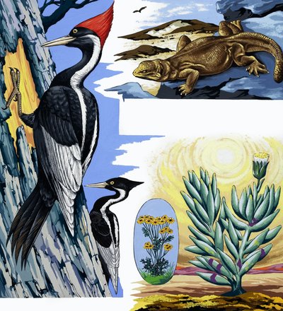 Wildlife Montage by English School