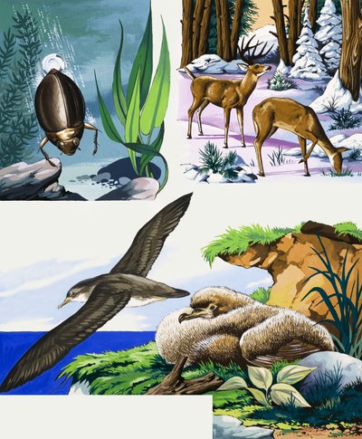 Wildlife Montage by English School