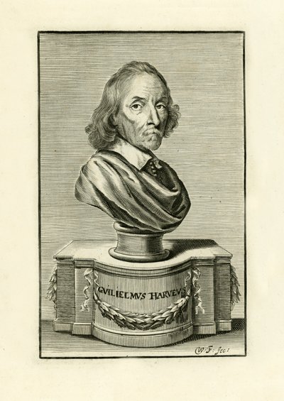 William Harvey by English School