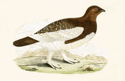 Willow Grouse, illustration from 