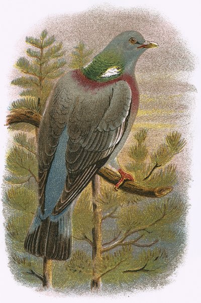 Wood Pigeon by English School