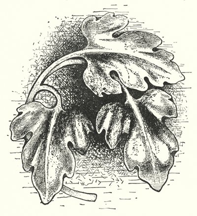Wood carving: Leaf (engraving) by English School