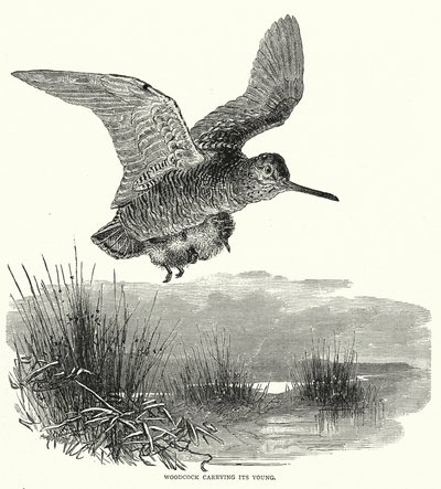 Woodcock Carrying Its Young by English School