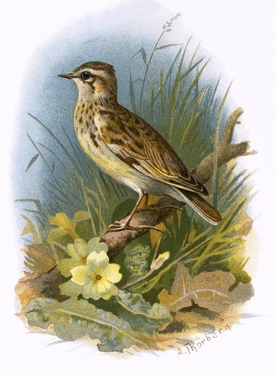 Woodlark by English School