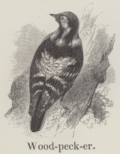 Woodpecker by English School
