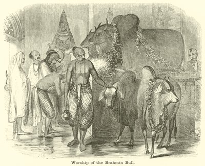 Worship of the Brahmin Bull by English School