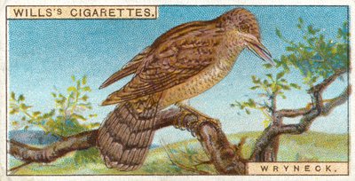Wryneck by English School