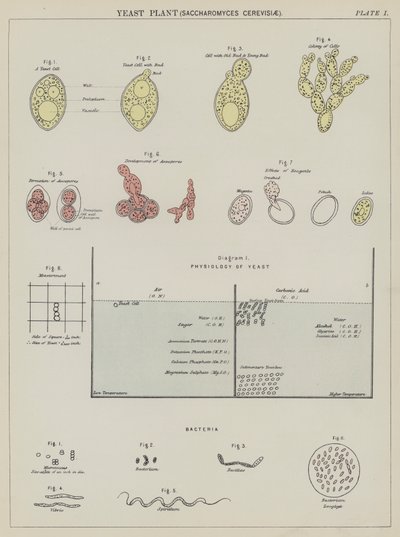 Yeast plant, Saccharomyces Cerevisiae by English School