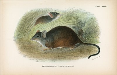 Yellow-Footed Pouched-Mouse by English School