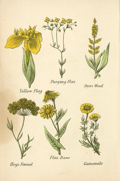 Yellow Flag, Purging Flax, Dyer
