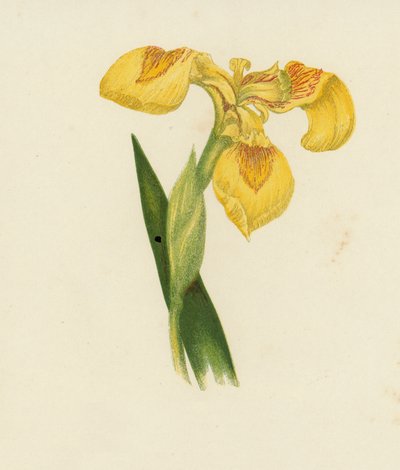 Yellow Iris, Iris Pseudacorus by English School