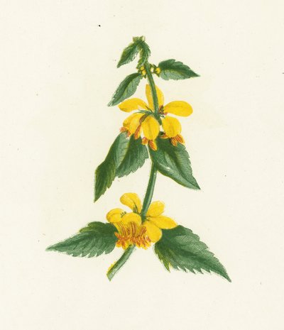 Yellow Weasel-Snout, Galeobdolon Luteum by English School