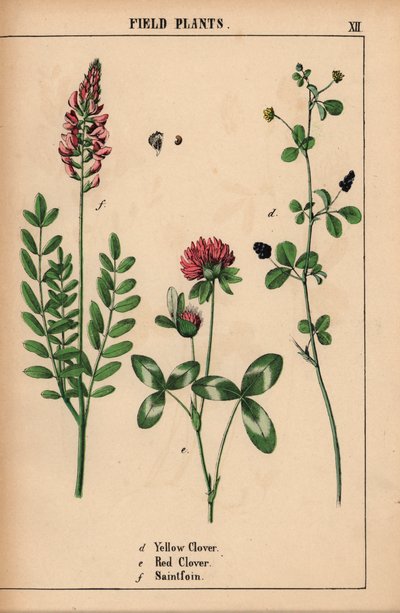 Yellow clover, red clover and saintfoin or sainfoin, from 