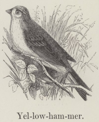 Yellowhammer by English School
