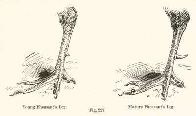 Young Pheasant