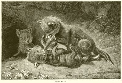 Young Wolves by English School