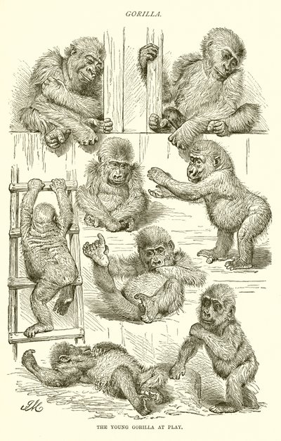 Young Gorilla at Play by English School