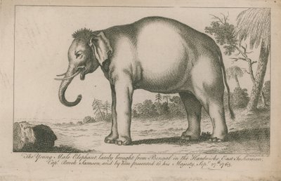 Young Male Elephant by English School