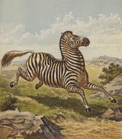 Zebra by English School