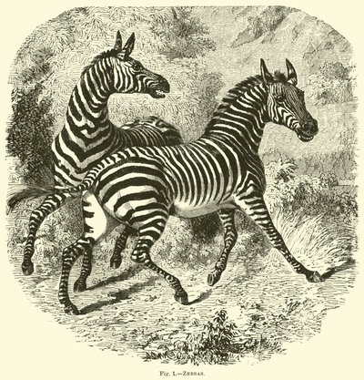 Zebras by English School