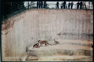 Whipsnade Zoo, Whipsnade, Central Bedfordshire, UK by Eric Maybank