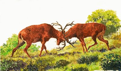 Red Deer by Eric Tansley